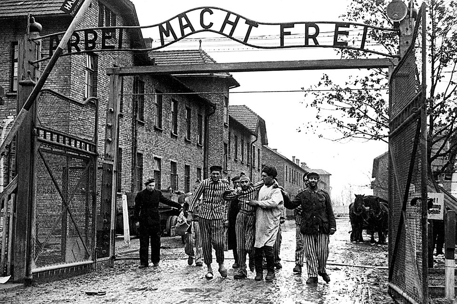 Libération d'Auschwitz